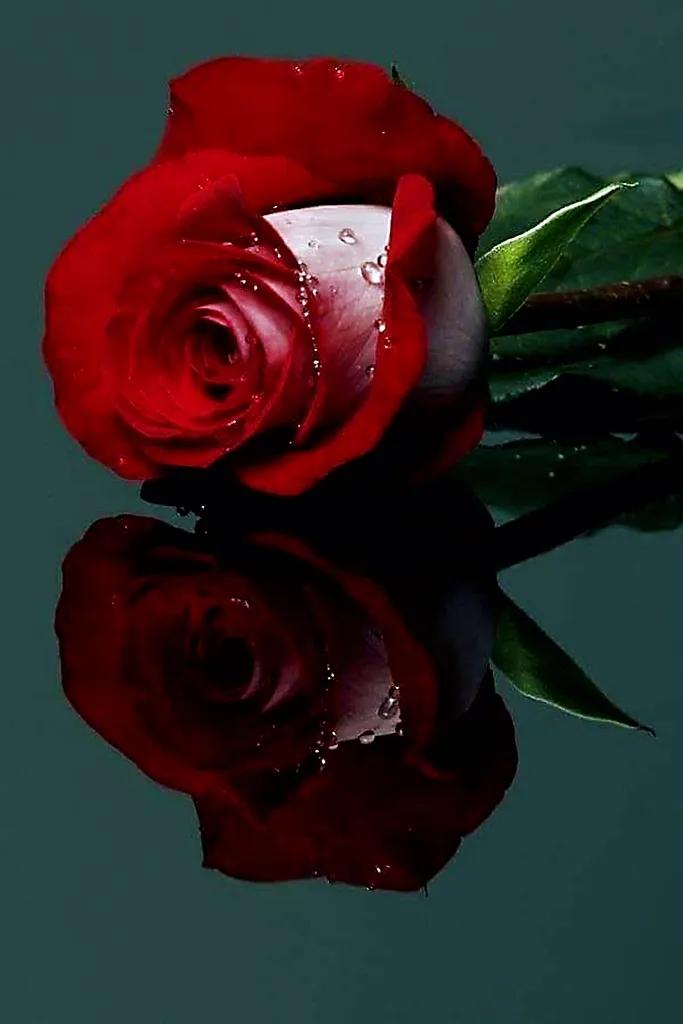 玫瑰是爱情的使者,玫瑰是每个女人的最爱