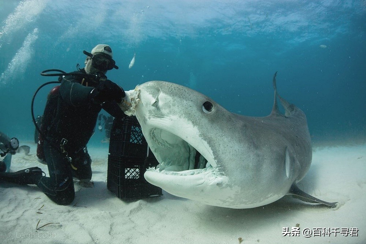 翻车鲀是世界上最大的硬骨鱼类吗,翻车鲀是世界上最大的鱼类吗