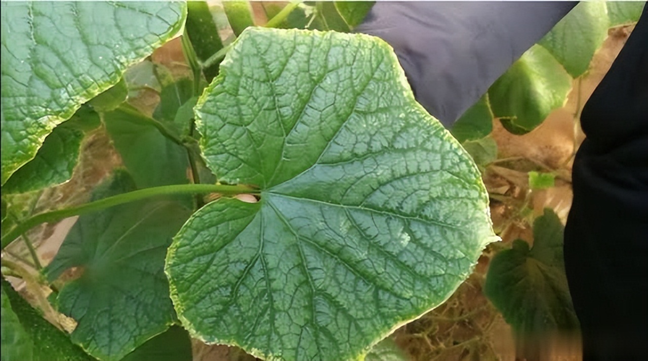 黄瓜叶片“镶金边”？可不是好事！多是7个病因，3个技巧产量高