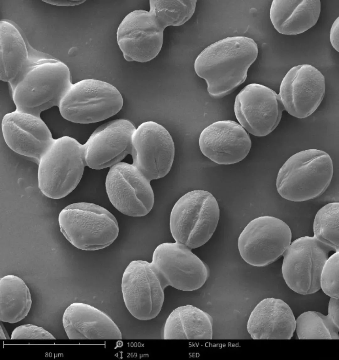 sem扫描电镜的原理及操作,sem扫描电镜的主要结构