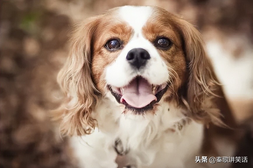 和猫咪相处的狗有哪些品种,和狗狗一起亲密相处的猫咪品种