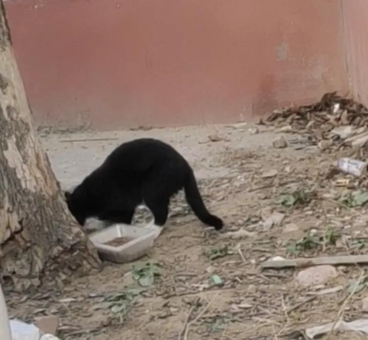 流浪猫度过严寒,流浪猫狗最难熬的日子