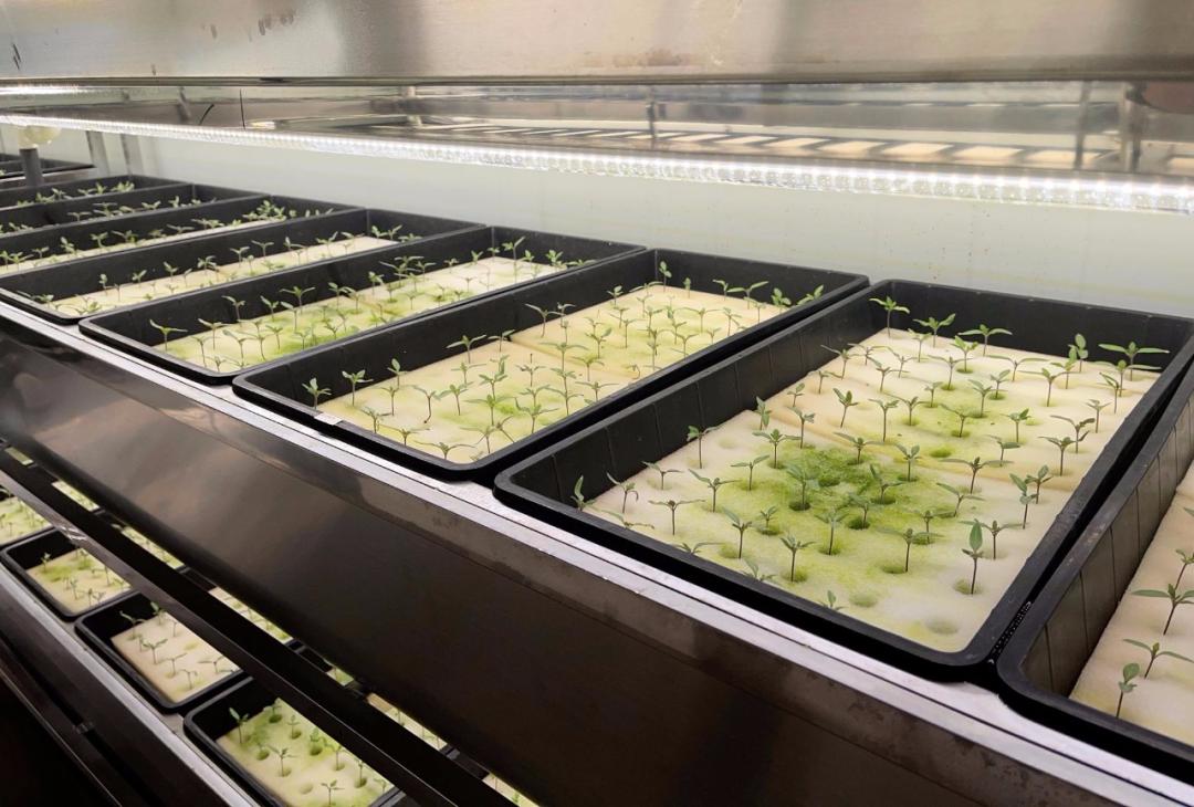 雾培蔬菜种植技术视频,在家水培蔬菜水果种植技术