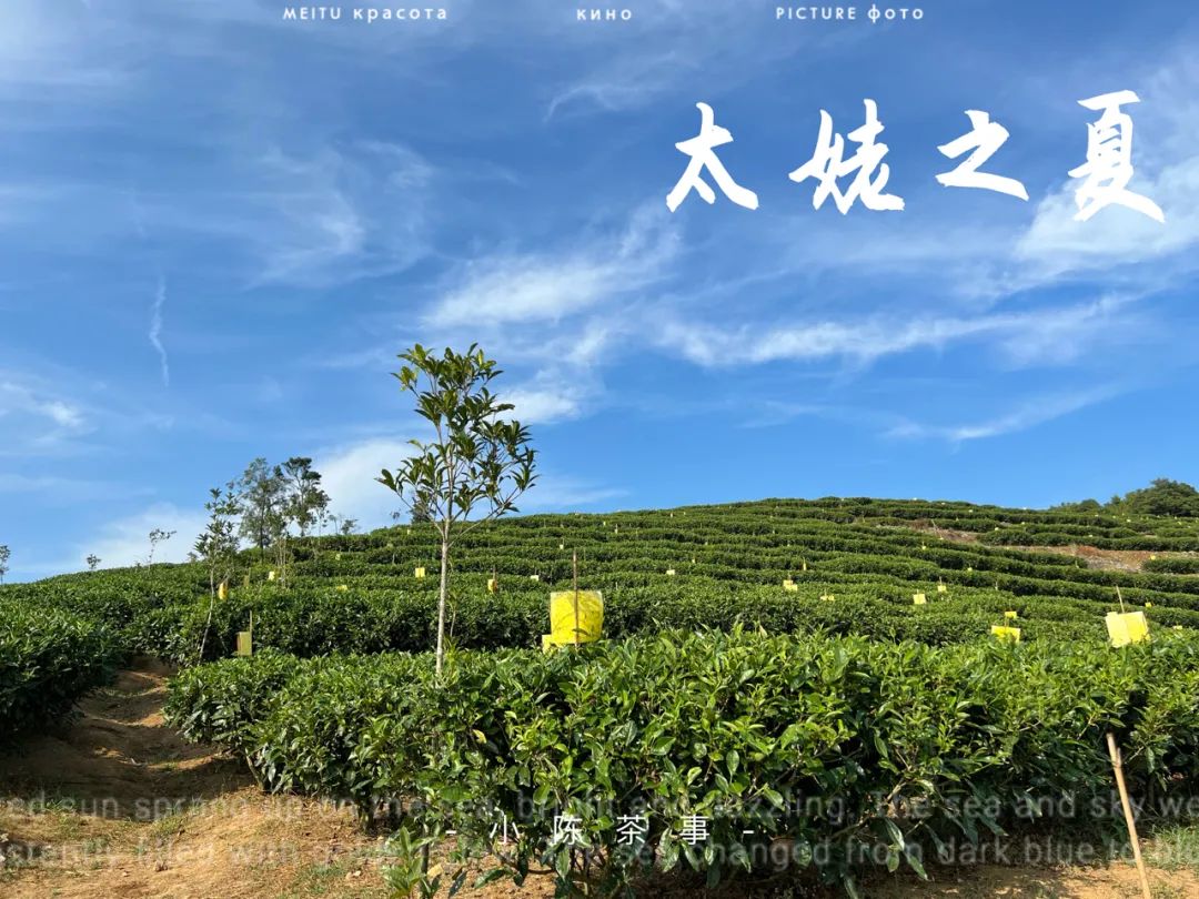 “南郭先生”、拉帮结派、化整为零，说说最近福鼎白茶的一些变化