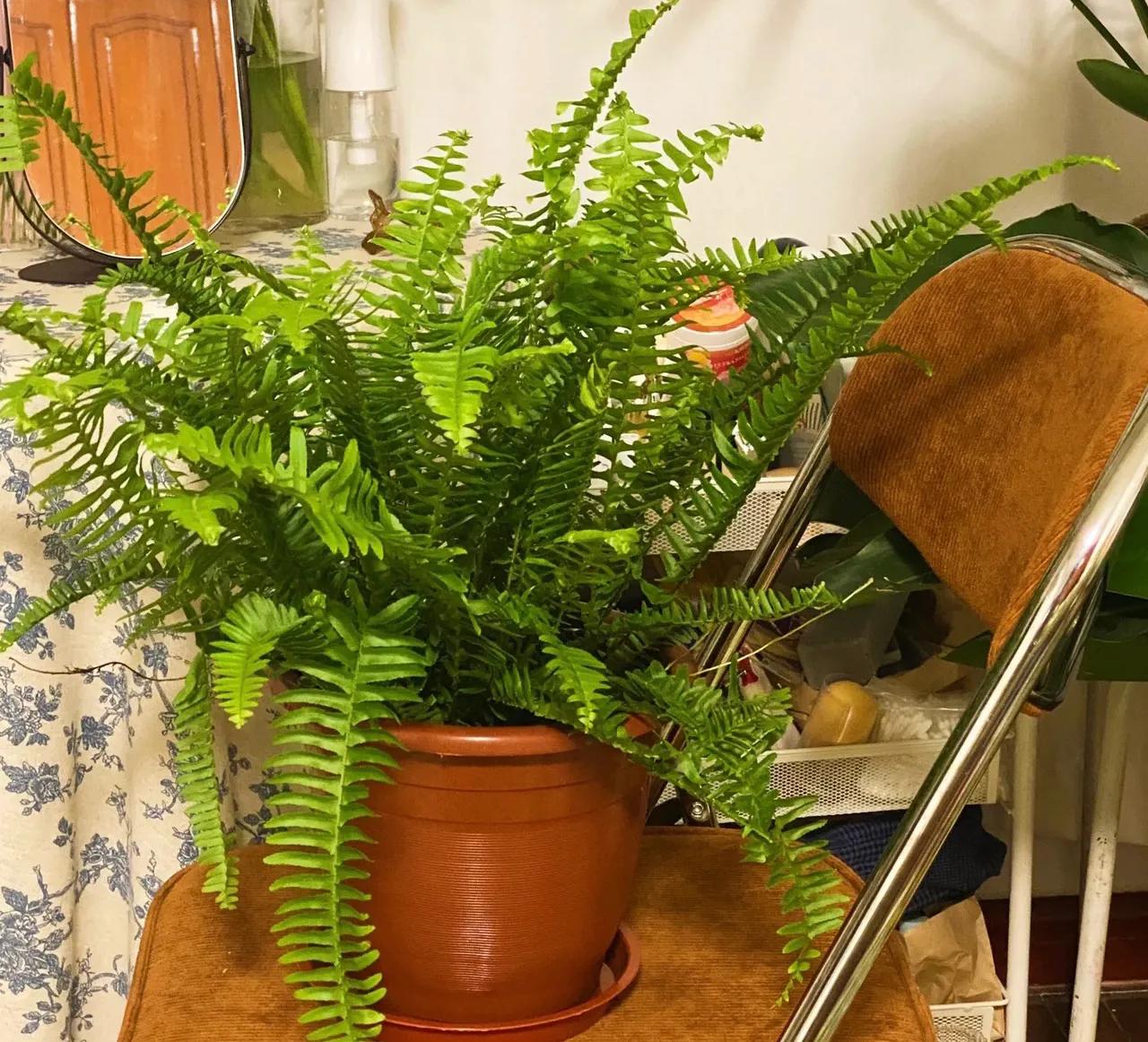 吸甲醛排行榜前十名的十种花,吸客厅甲醛最好的10种花