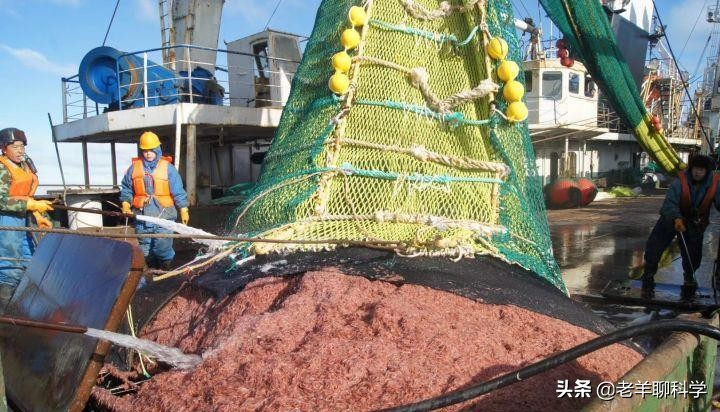 14亿国人的福音：10亿吨“海上金矿”，吃不完繁殖快，为何有隐患