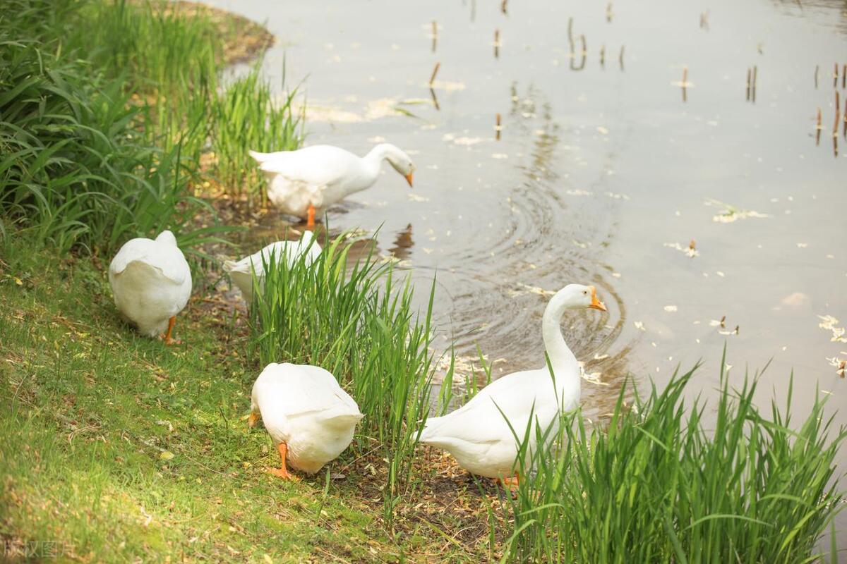 大鹅不如鸡鸭为什么会被驯化,为什么要驯化大鹅