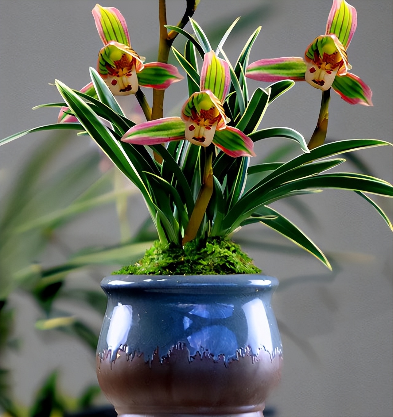 建兰帝王妃为何不上花,建兰帝王妃兰花品种图片