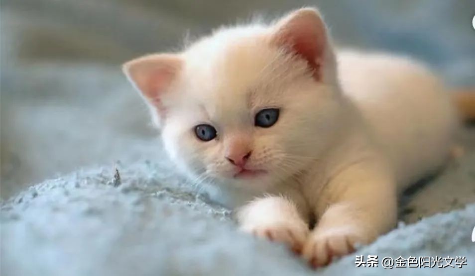 四年级写事优秀作文,四年级必背优秀作文