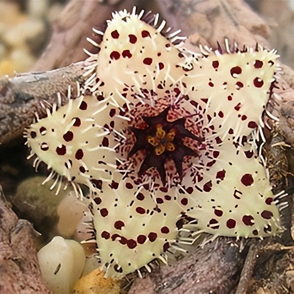 102个大类近500个多肉植物图片，都极其美丽，建议在家中也养一盆