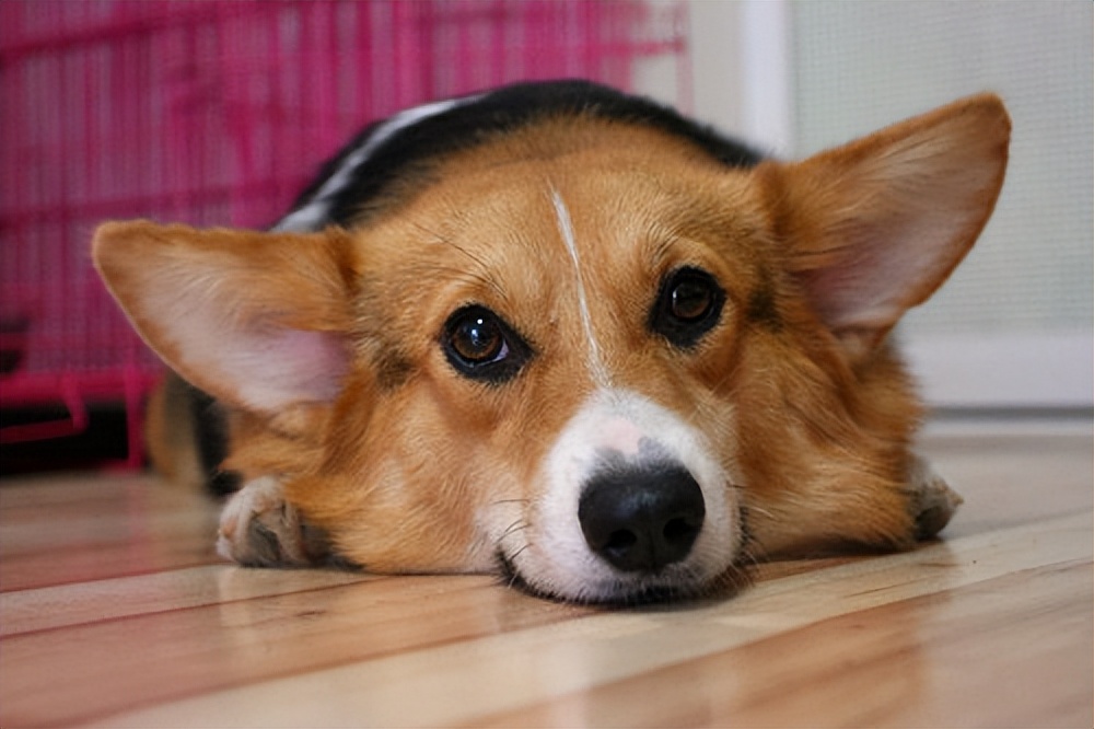 柯基的优点,柯基有几大优点