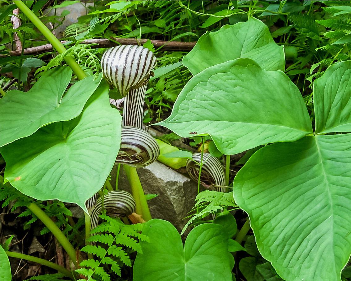 《中国大百科全书（第2版）》读书笔记03147-被子植物门