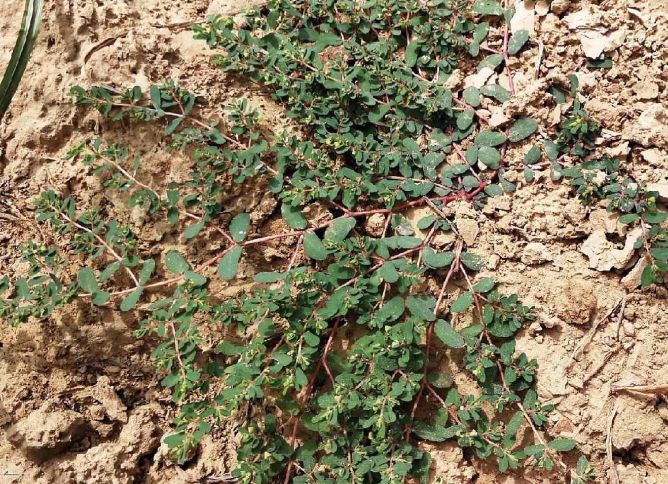 老中医看痔疮,老中医看痔疮怎么看