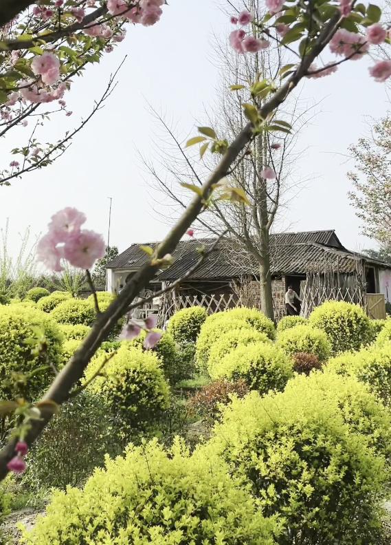 闲置猪圈变身小清新茶舍，3位80后妈妈在郫都打造向往的田园生活