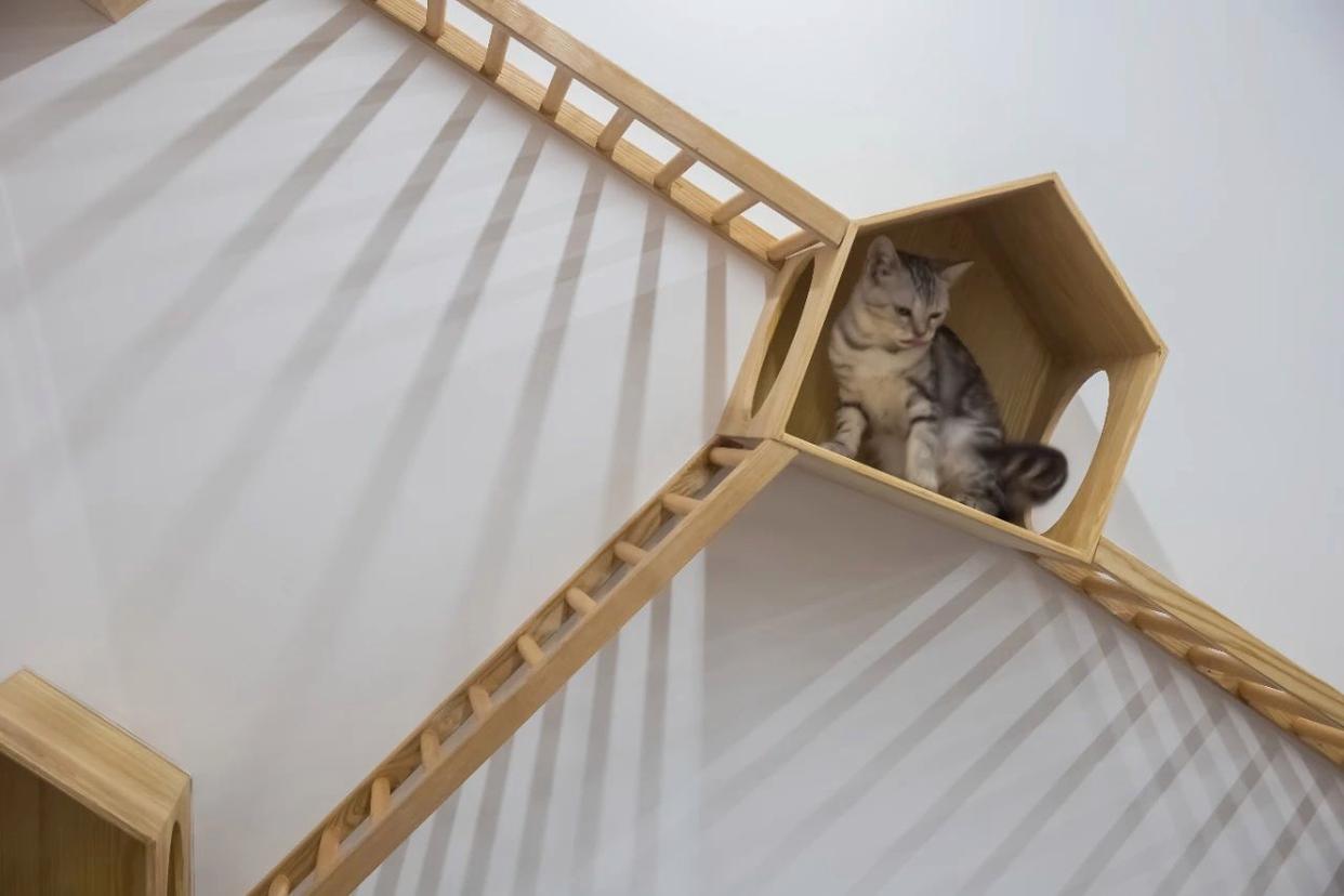 宠物店装修要注意哪些地方,成都宠物店装修