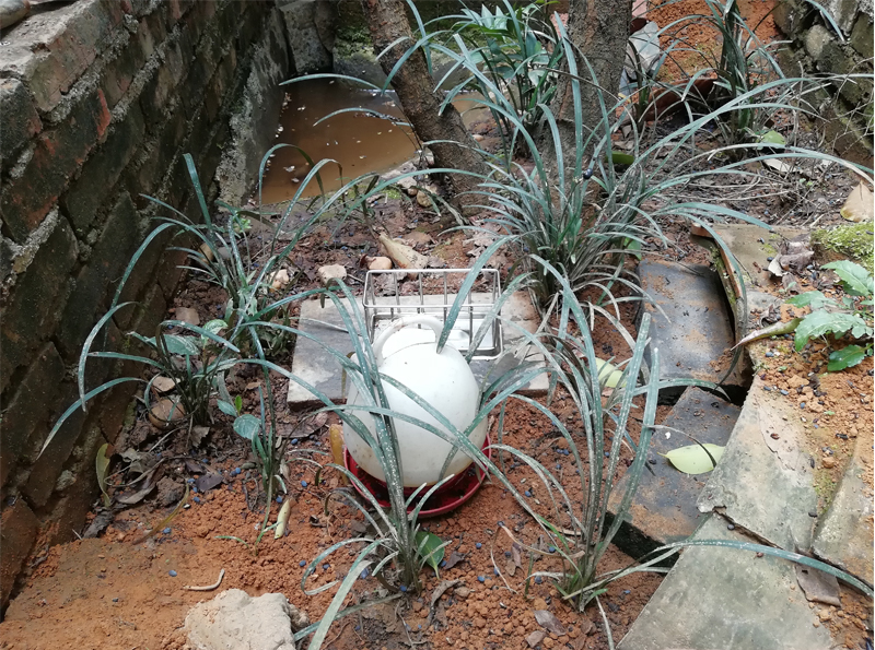 安徽黄缘闭壳龟冬眠适合什么温度,黄缘闭壳龟家庭小环境