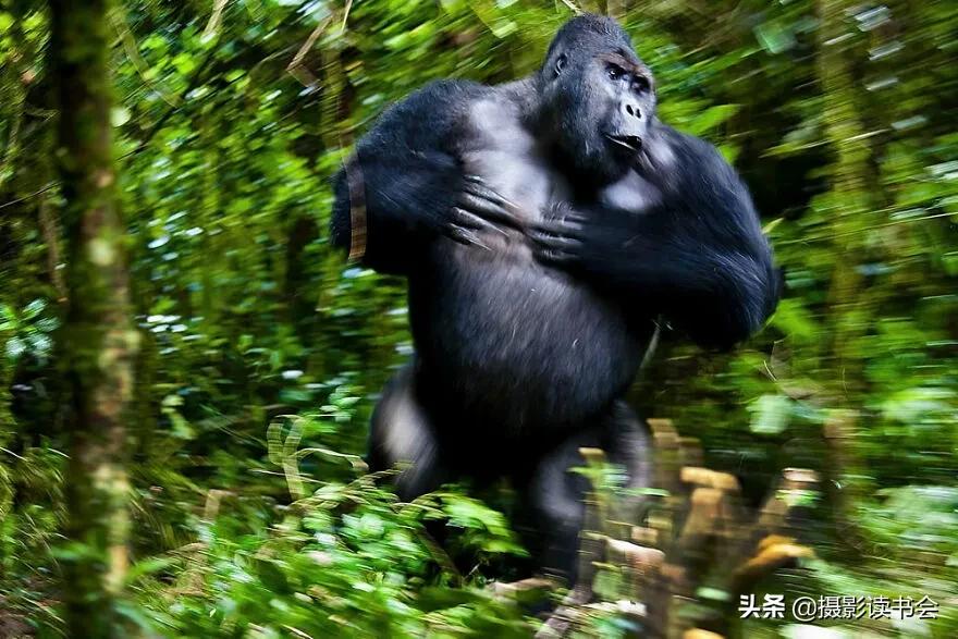 2018年度最佳摄影照片,创造出令人惊叹的自然摄影照片