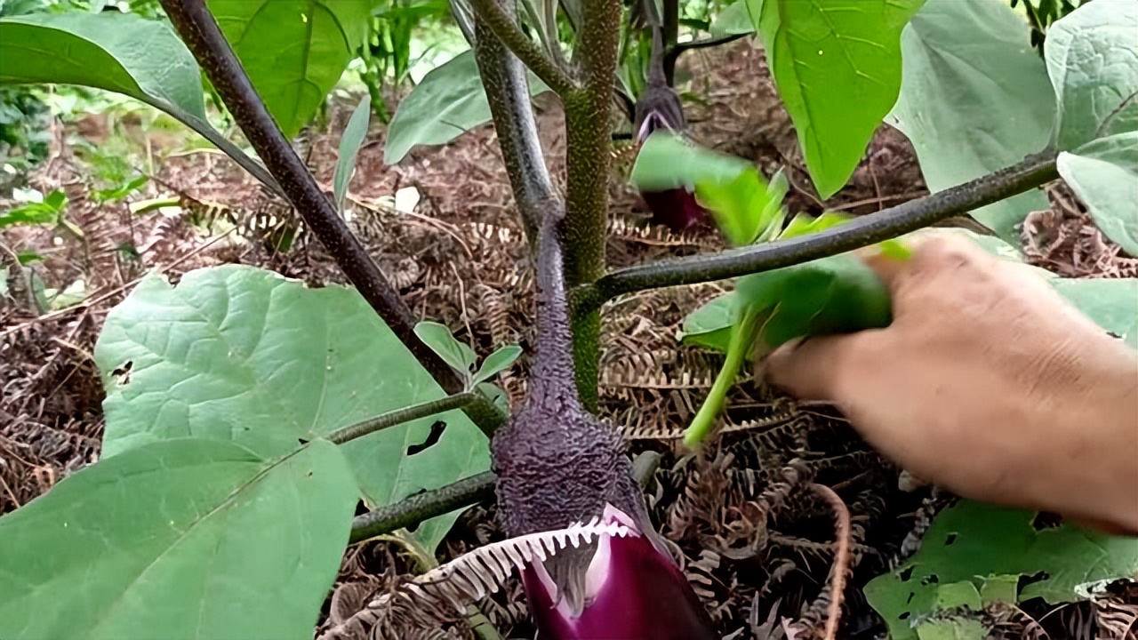 露天菜地被水淹过的蔬菜怎么挽救,雨水淹了蔬菜怎么办