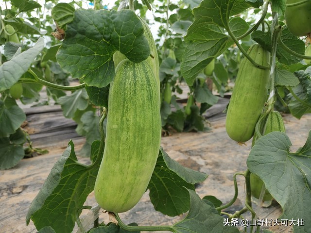 甜瓜烂瓜最佳防治方法,甜瓜烂瓤是怎么回事