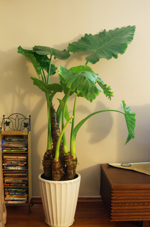 常见有毒花千万别碰,世上有毒的花和植物