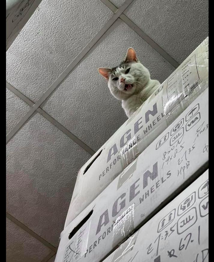 家猫被车撞死人跑了可以报警吗,猫被撞救回来还是死了