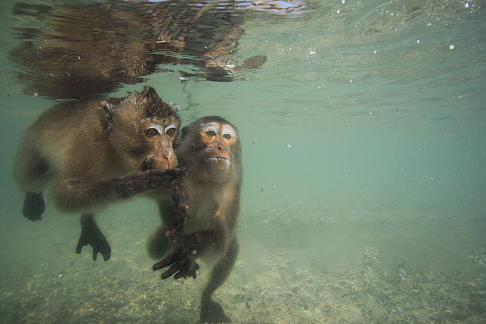 身价17万的实验猴！野生实验猴已进石器时代，用石头过度开发资源