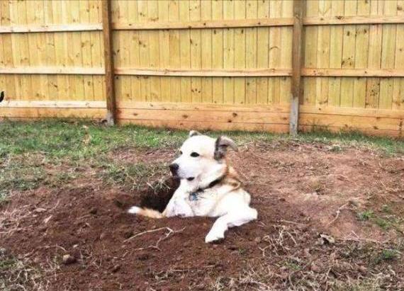 狗狗去世后，该如何处理呢？