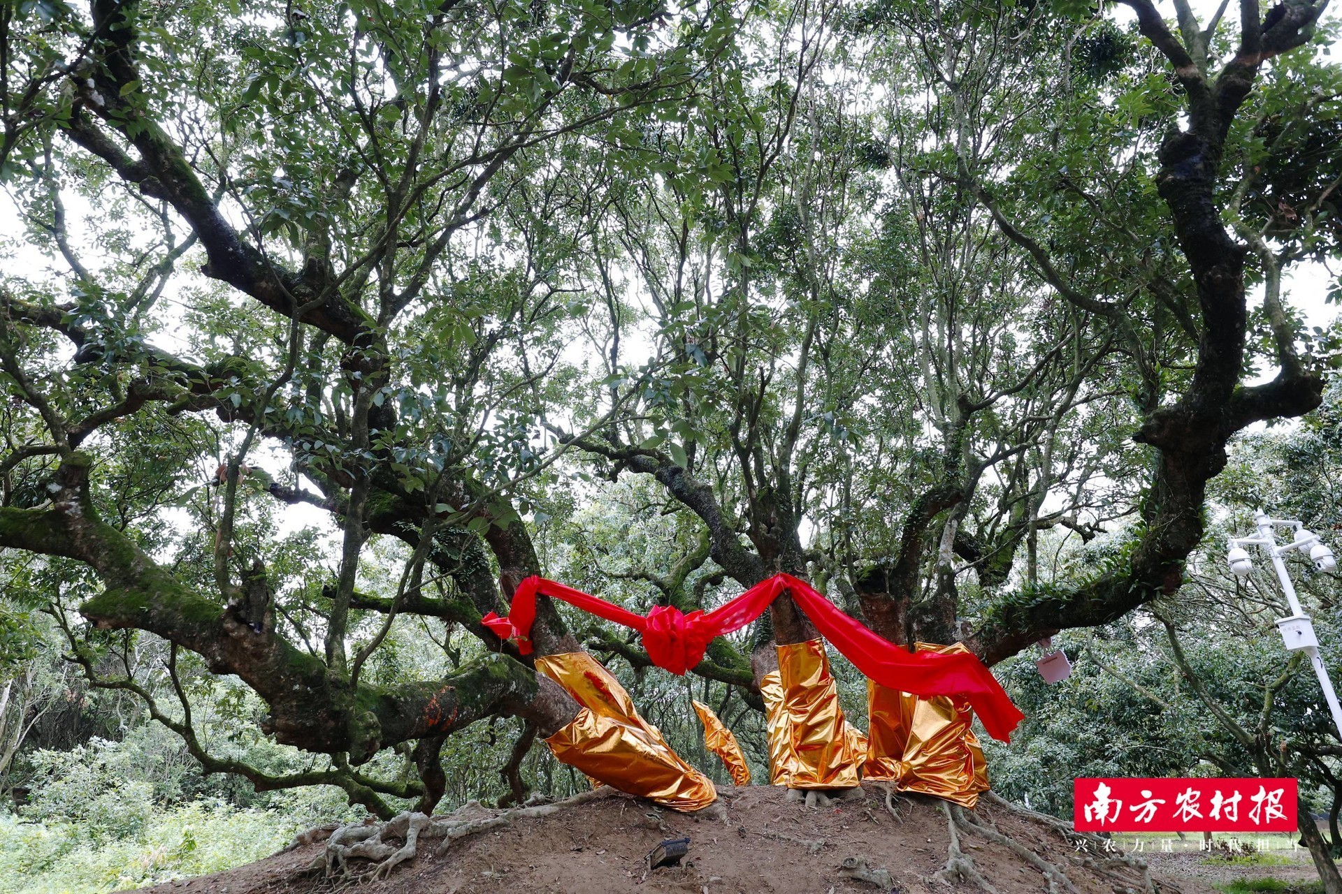 单日成交9500单，卖出4.7万斤！茂南直播助“荔”走向全国