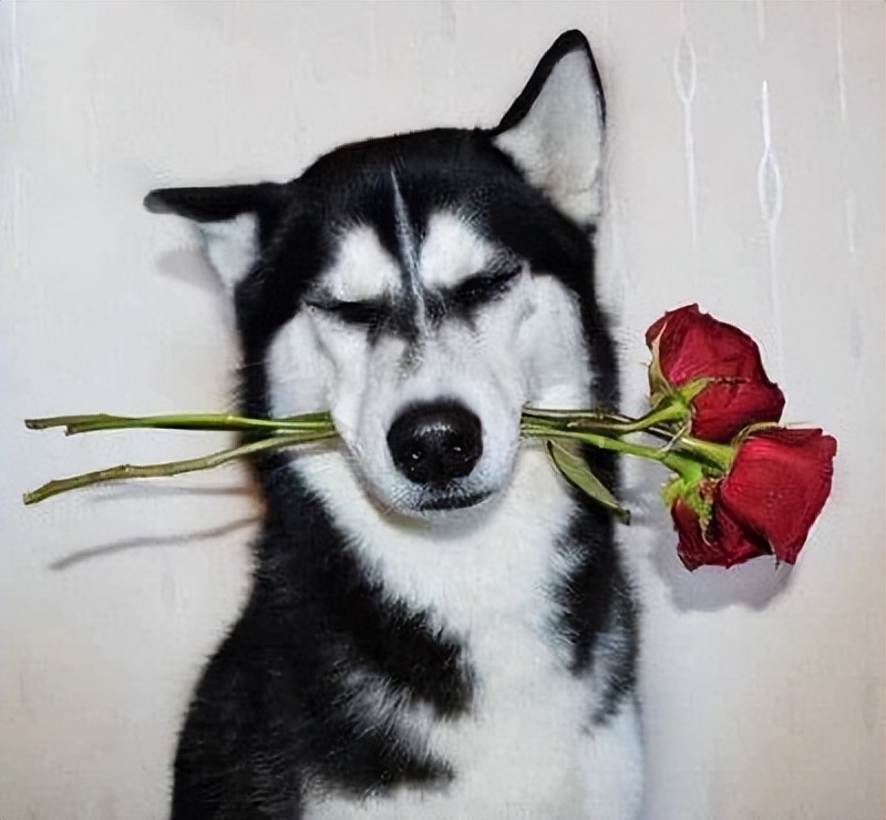 无聊的句子说说心情搞笑,一个人无聊发朋友圈深奥的句子