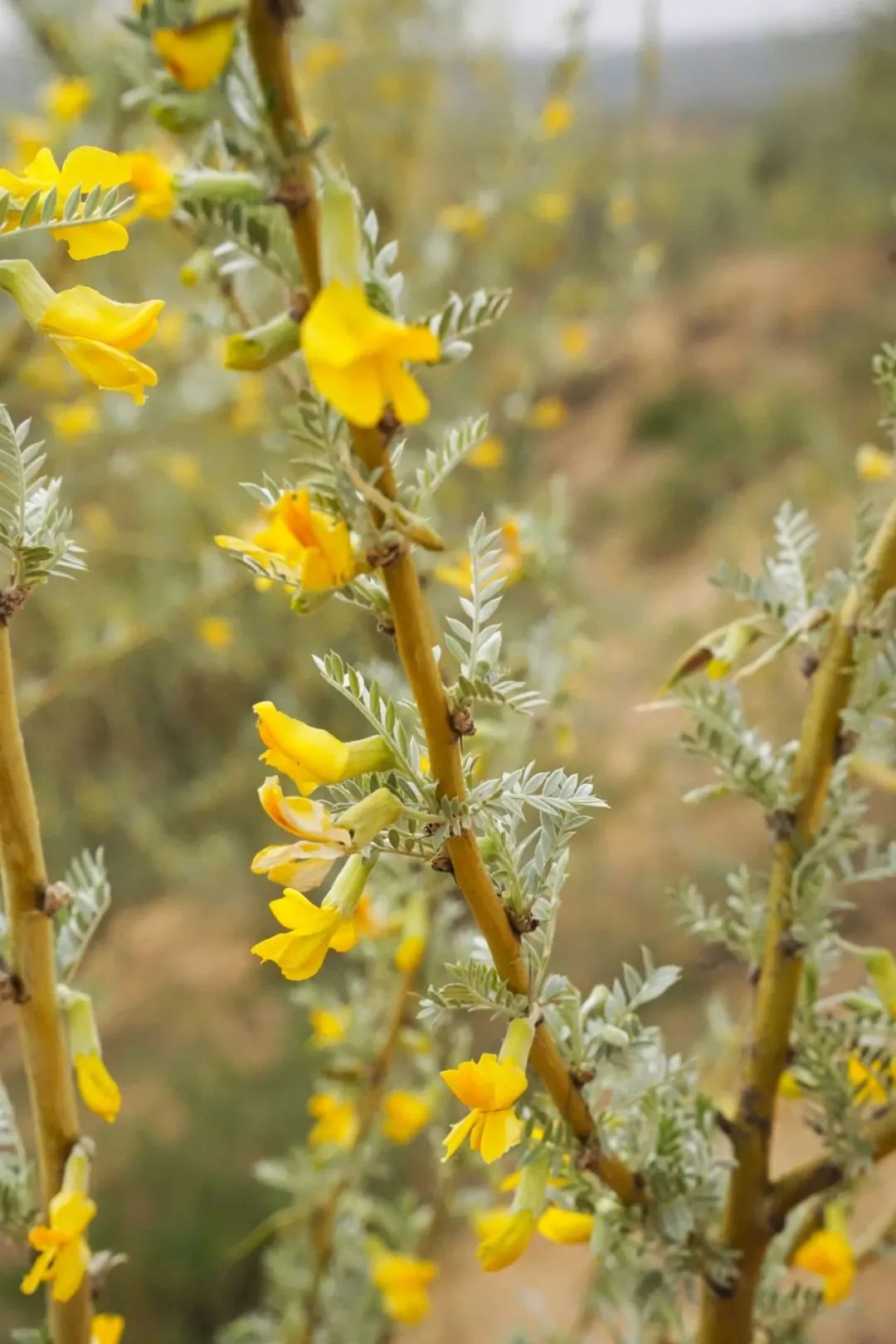 甘肃金昌的羊肉和盐池滩羊,盐池滩羊和横山羊肉