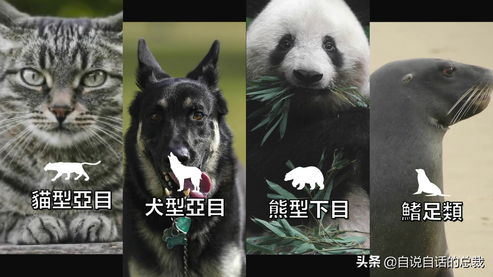 液体猫是真的吗,为什么都说猫咪是液体猫