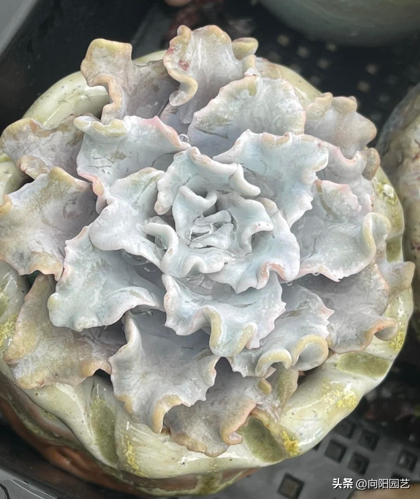 多肉饺子皮，2个品种，你喜欢哪一种？白饺子皮颜值更高！