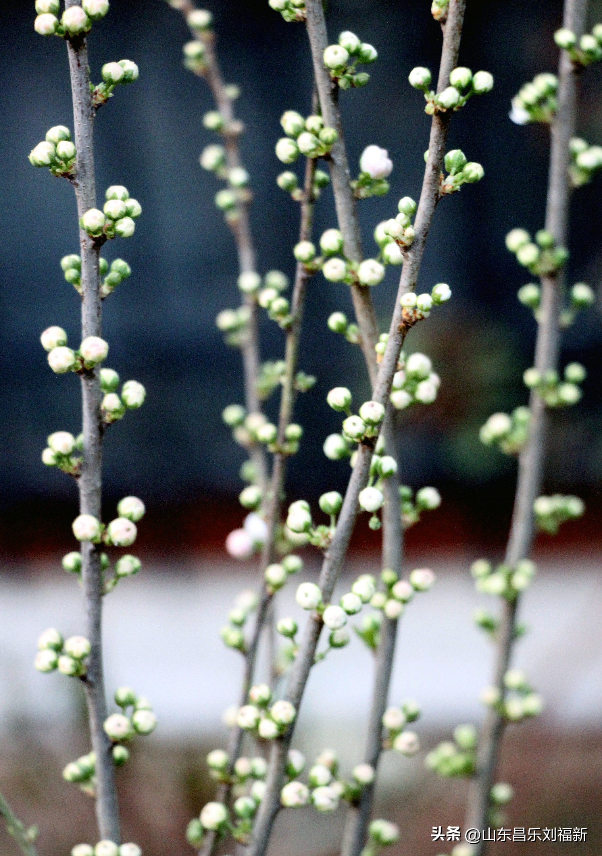 2023年3月中旬散拍·一点儿感受