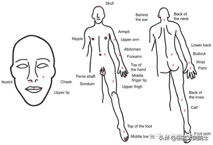 蜜蜂蜇人实验科学家,蜜蜂蛰人实验科学家