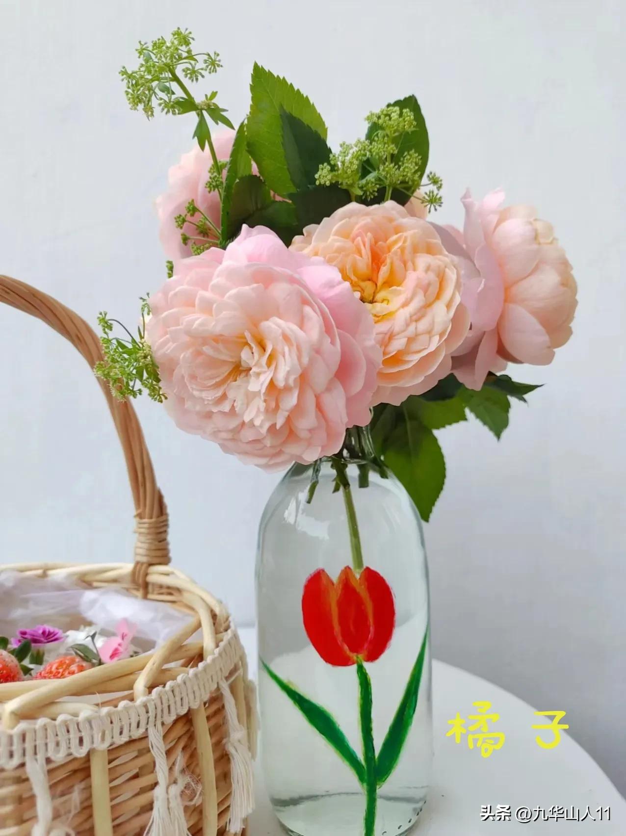 天狼月季新品预售,天狼月季官方旗舰店烛光月季