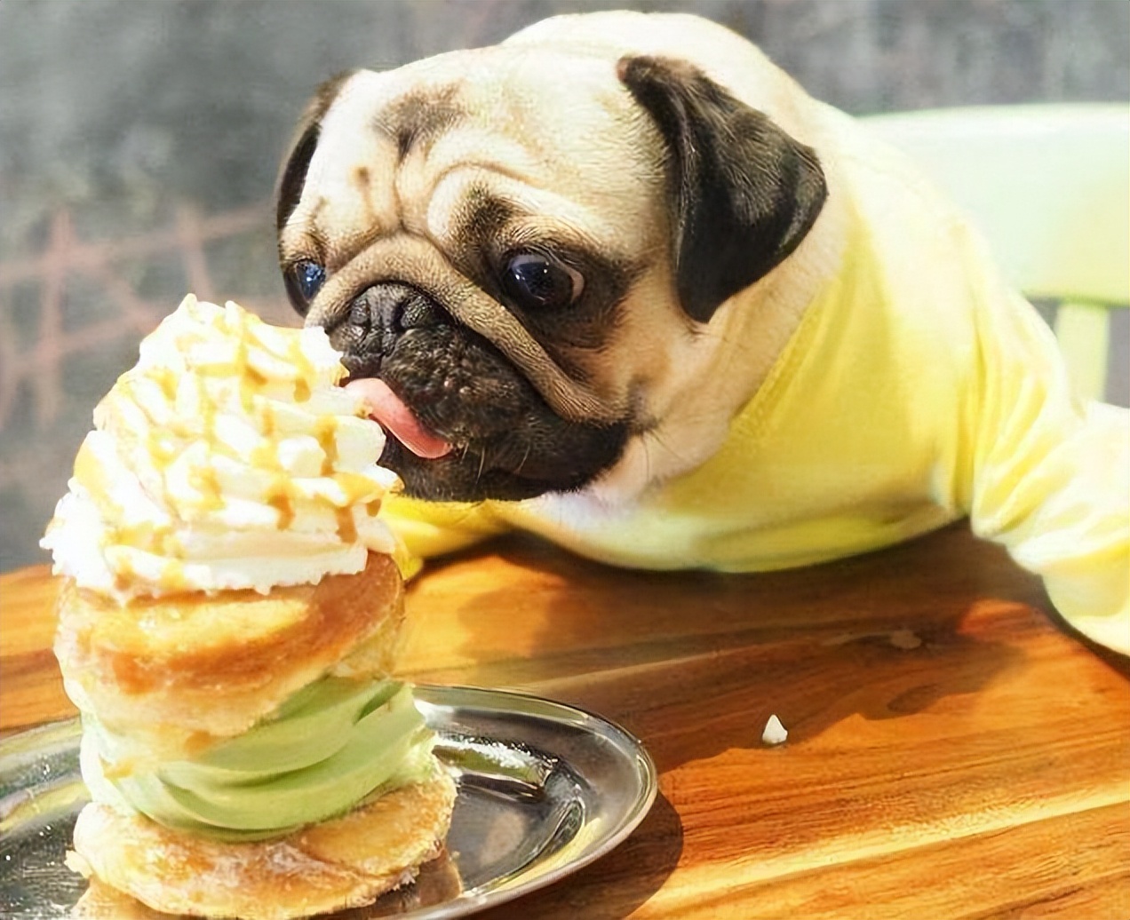 巴哥犬经常呕吐是怎么回事,巴哥犬剧烈运动后呕吐正常吗