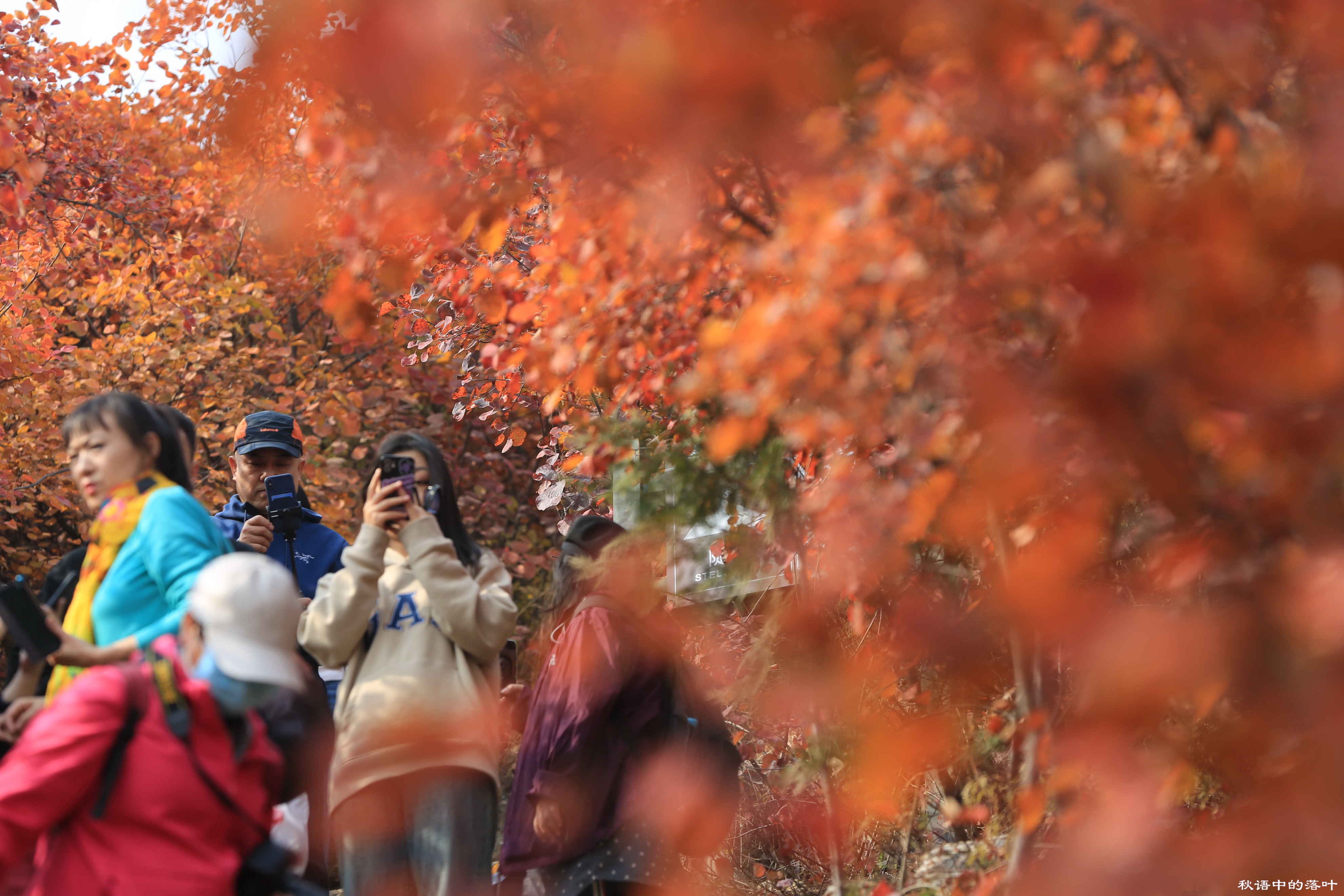 药王谷风景区赏花,快趁着秋天来打卡慕田峪看红叶呀