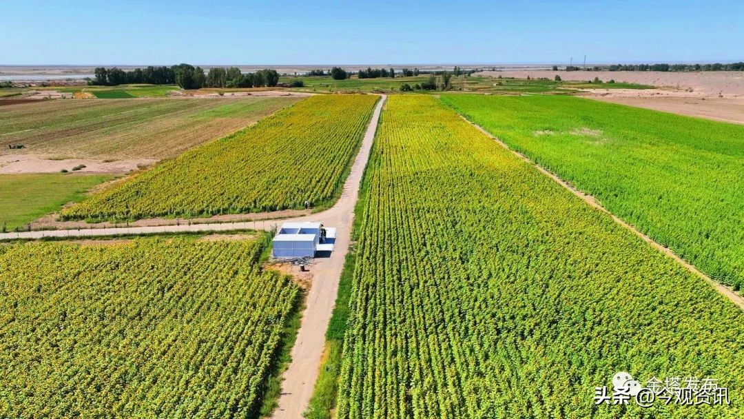 “风”景变“丰”景！——金塔县：“花田”喜事多向日葵喜丰收