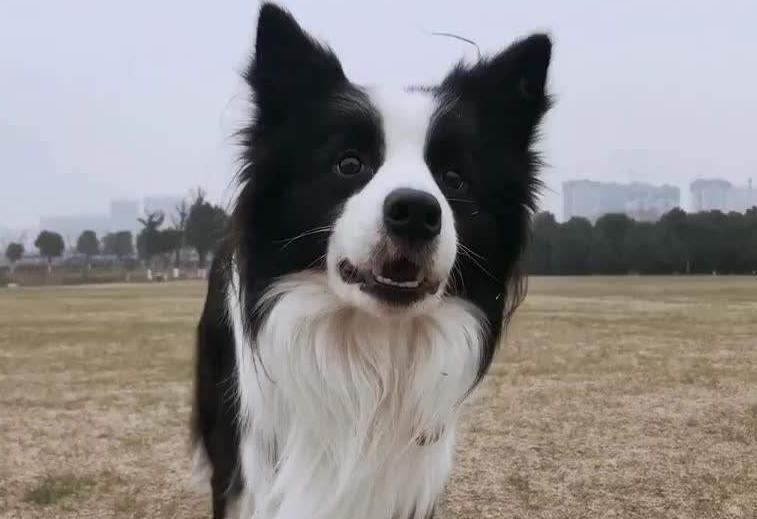 咖色阴阳脸边牧犬就不纯了吗,金边牧犬纯种和不纯长大区别