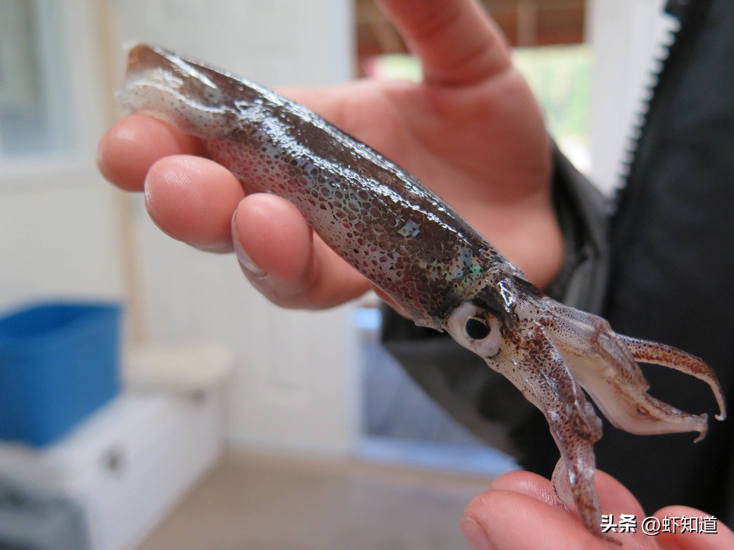 长蛸短蛸章鱼墨鱼鱿鱼有什么区别,八爪鱼章鱼鱿鱼墨鱼乌贼的区别