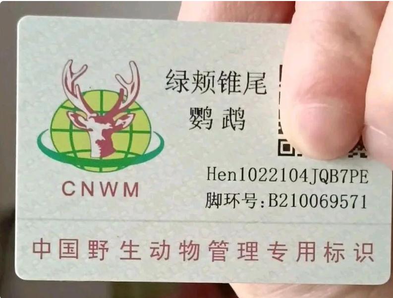 国内能合法饲养的鹦鹉品种,凯克鹦鹉合法饲养图片大全