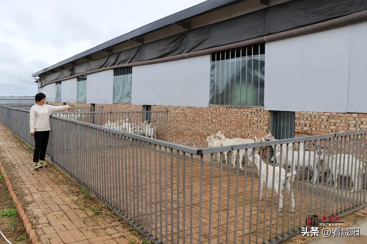 奶山羊养殖致富,奶山羊致富成了新选择