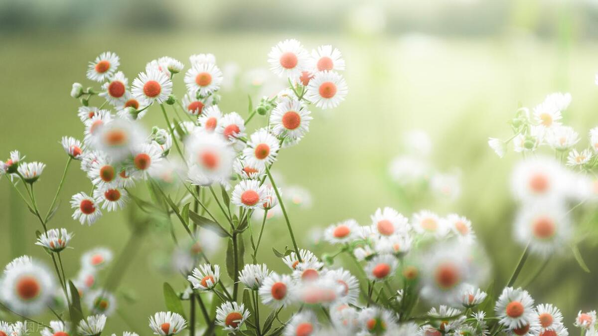 微小说生二胎,微小说生了儿子再结婚