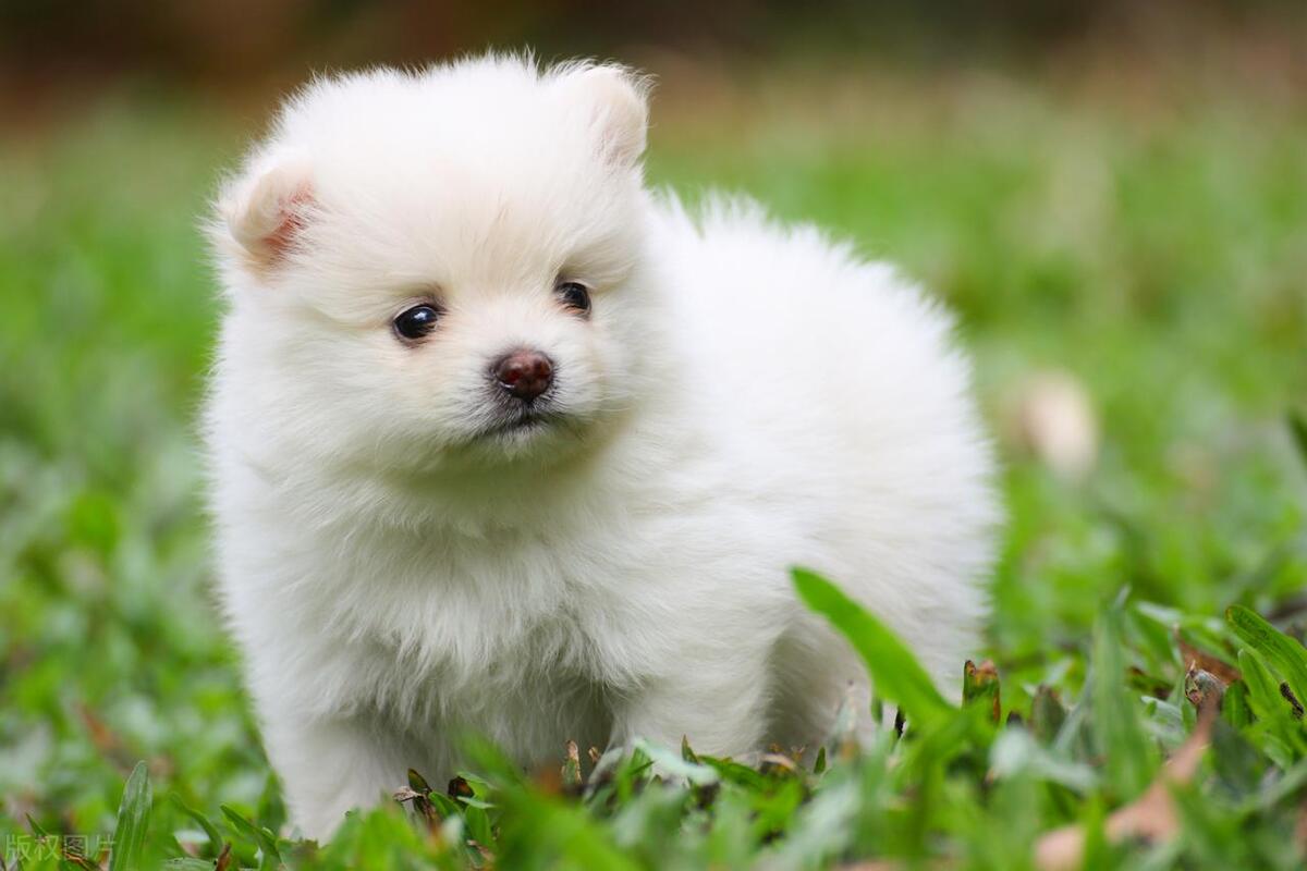 博美幼犬抽搐频繁怎么办,博美抽搐怎么处理