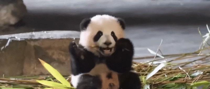 外国人有多喜欢大熊猫?斥巨资给熊猫造宫殿,总理机场亲自迎接