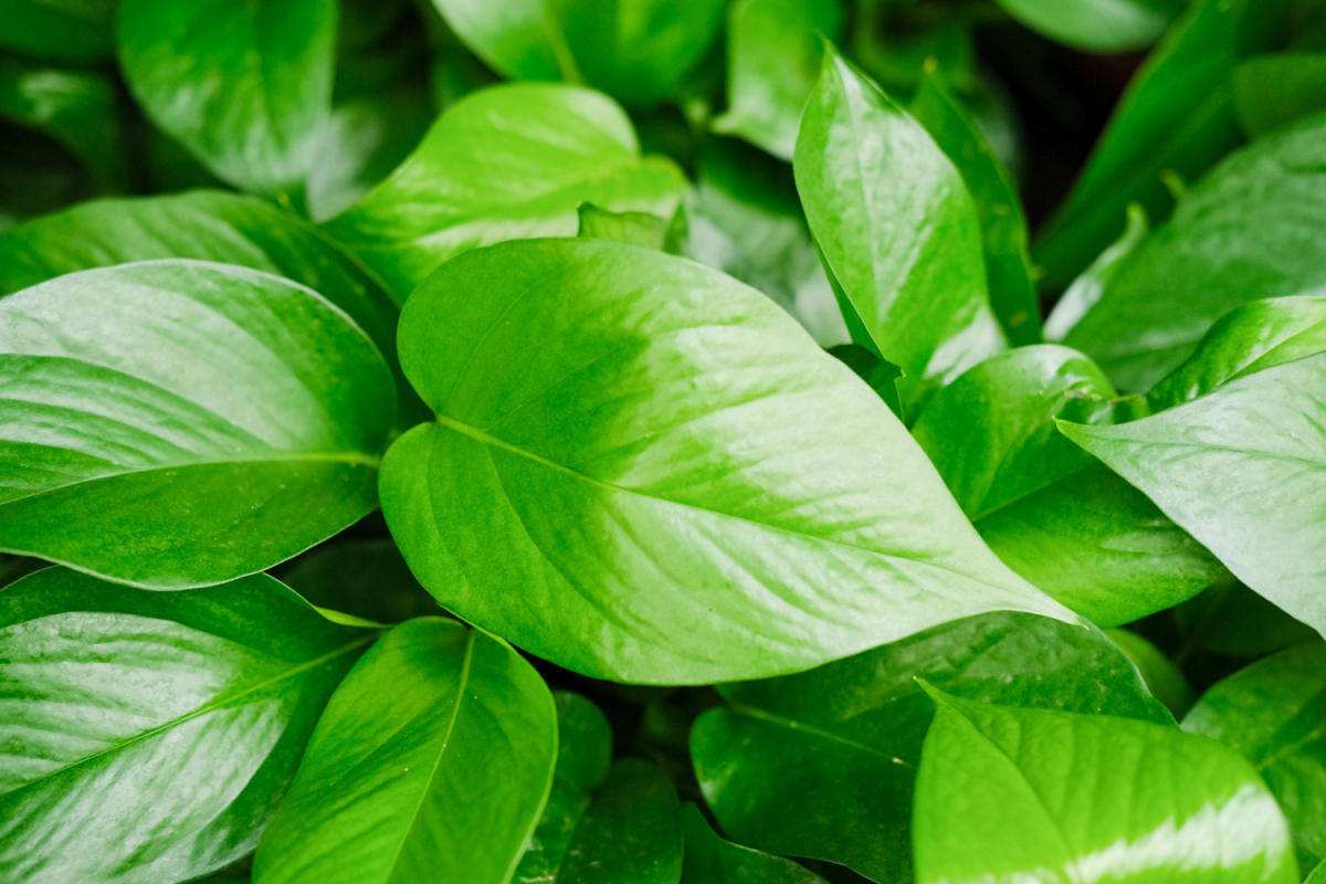 家养绿萝黄叶子了怎么挽救,家里养的绿萝老是有黄叶怎样补救