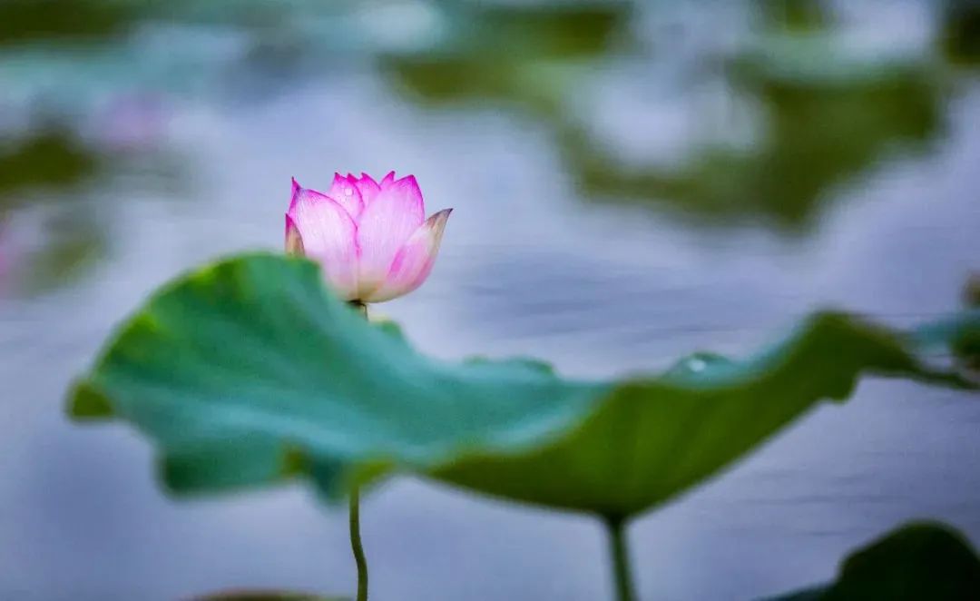 最经典十首古诗词,古诗词十大经典诗句