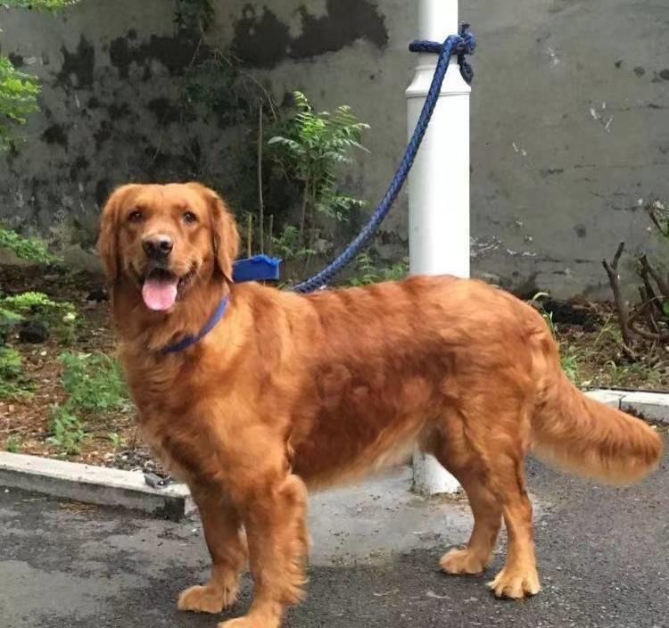 金毛狂奔过来视频,金毛狂奔