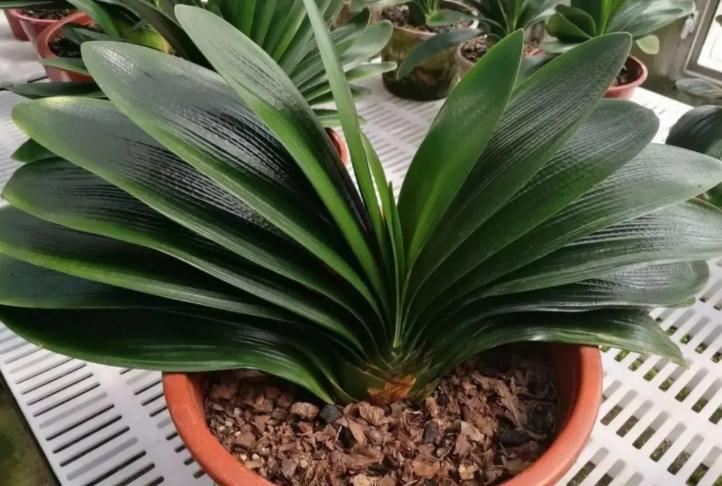 君子兰什么时候可以矫正叶子,君子兰一季看花三季看果四季观叶