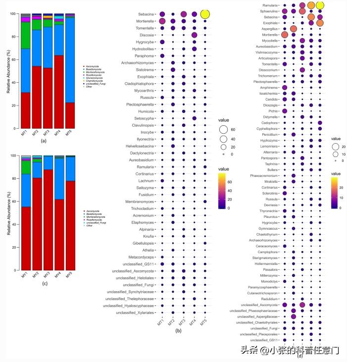 淫羊藿野生和种植效果有区别吗,淫羊藿根系